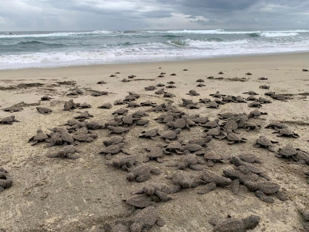 Se liberaron 2.4 millones de crías de tortuga marina en playas de Michoacán 