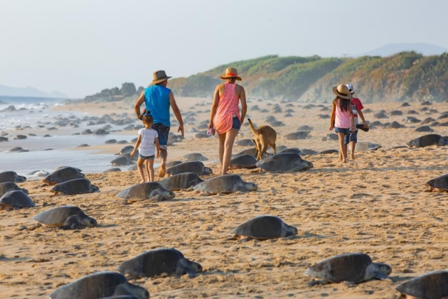 Día Internacional de la Tortuga: estas son las 3 especies que llegan a Michoacán 