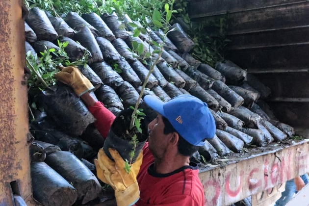 Impulso histórico al limón michoacano; avanza renovación de huertas en Tierra Caliente