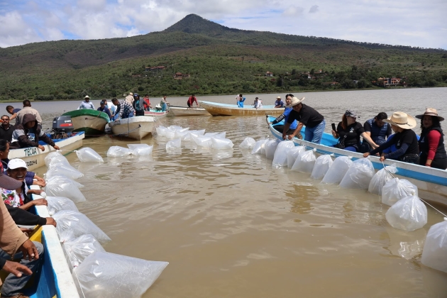 El Gobierno Estatal libera 40 mil crías de pez blanco para el rescate del Lago de Pátzcuaro 
