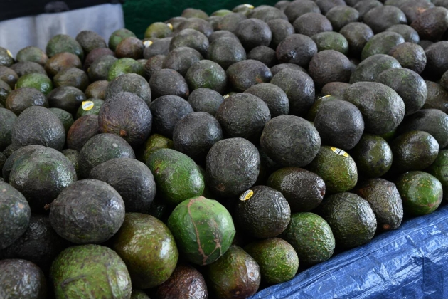 "Reconocimiento a la Franja Aguacatera de Michoacán protege más de 150 mil empleos": SEDECO 