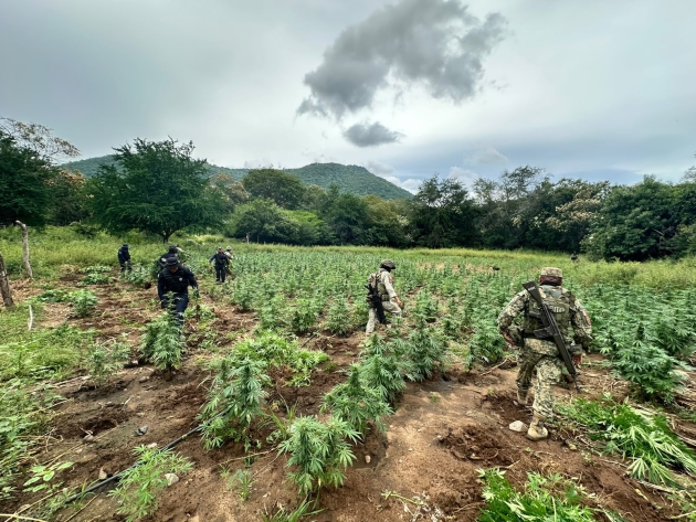 SSP y Defensa destruyen cerca de 96 mil plantas de mariguana en Huetamo 