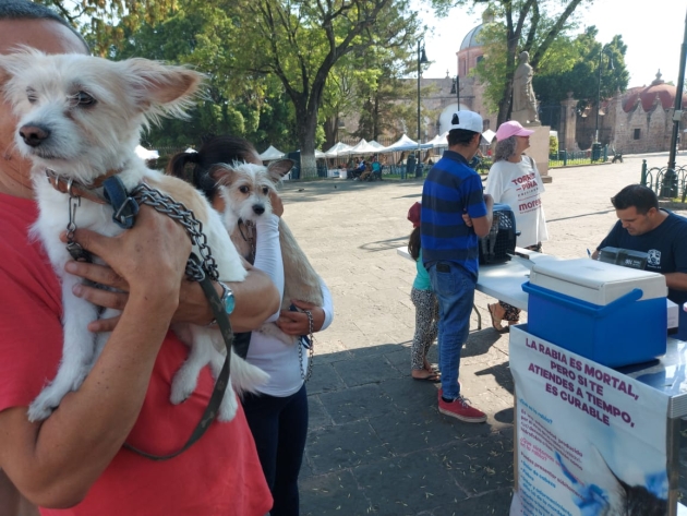 Disponible en centros de salud la vacuna antirrábia canina y felina: SSM  