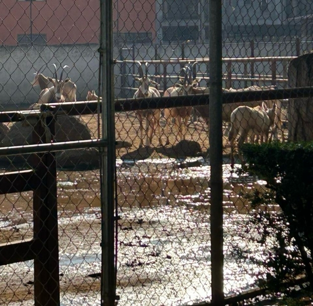 Descarga del OOAPAS inunda la parte norte del Zoo de Morelia; afectados, 50 ejemplares 