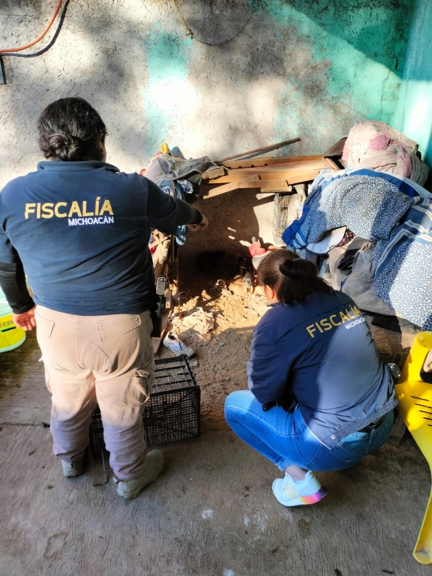 Tras cateo realizado en Zitácuaro, asegura FGE seis ejemplares caninos víctimas de crueldad animal 