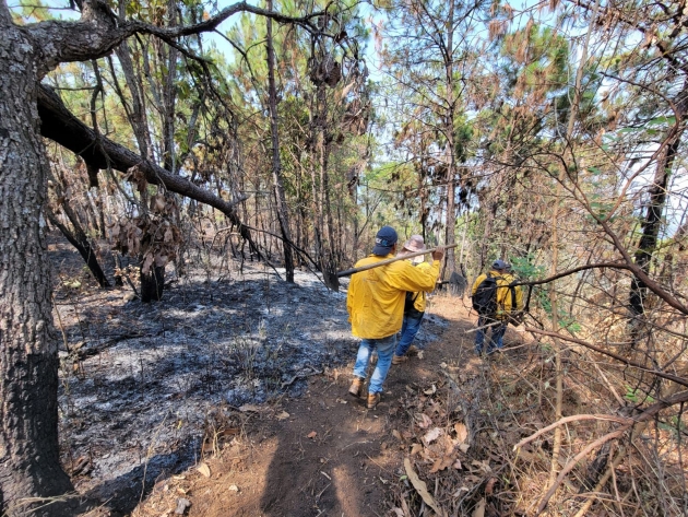 Más de 100 brigadistas forestales atienden cinco incendios en Michoacán 