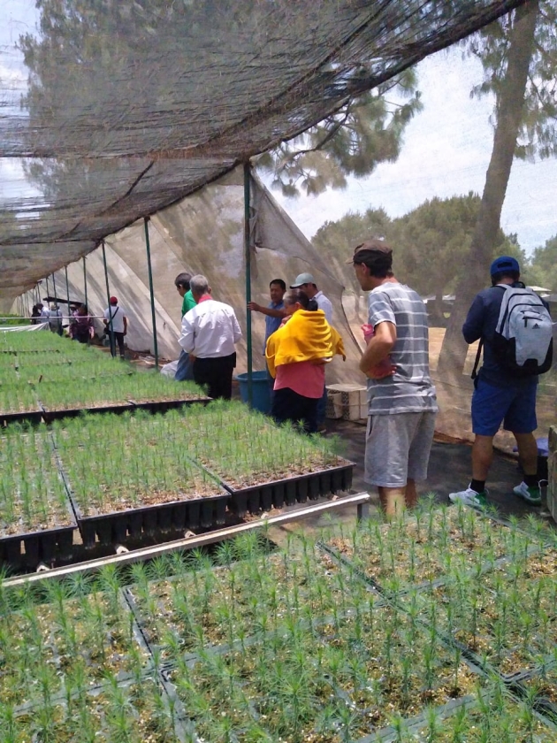 Avanza capacitación de producción de árboles para rescatar el lago de Pátzcuaro 