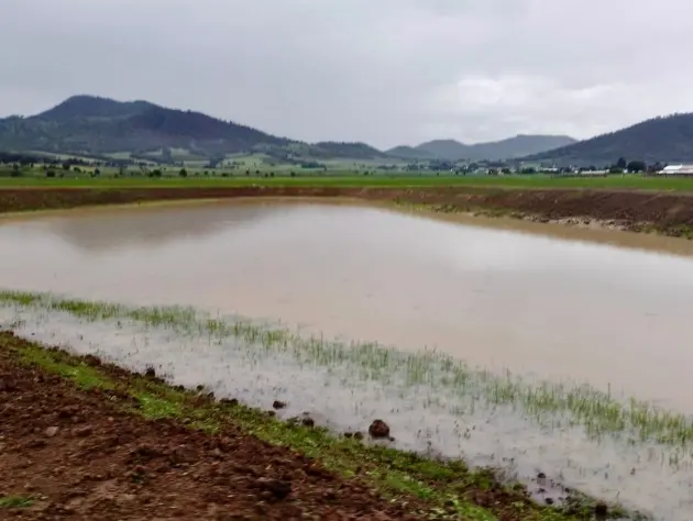 Tras labores de limpieza, renace laguna de Zinciro, en Erongarícuaro 