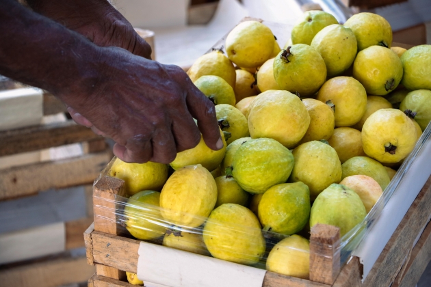 Estos son los requisitos para lograr la inocuidad y sanidad de cultivos de guayaba: Sader 