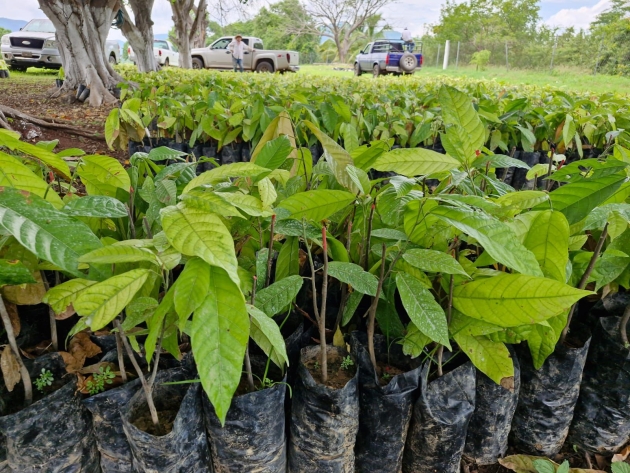 Michoacán tiene las condiciones idóneas para la producción de cacao: Sader 