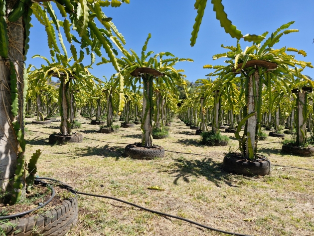 Capacitarán sobre cultivo y mejoramiento de la pitahaya 