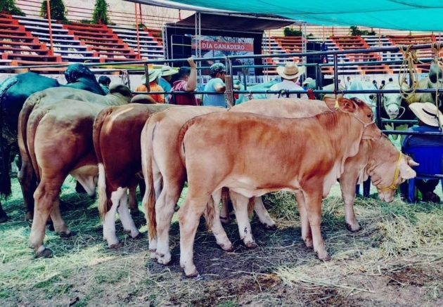 Michoacán busca abrir exportación de becerros de Tierra Caliente y Sierra Costa 