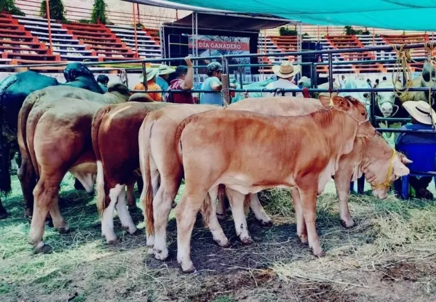 Michoacán busca abrir exportación de becerros de Tierra Caliente y Sierra Costa 
