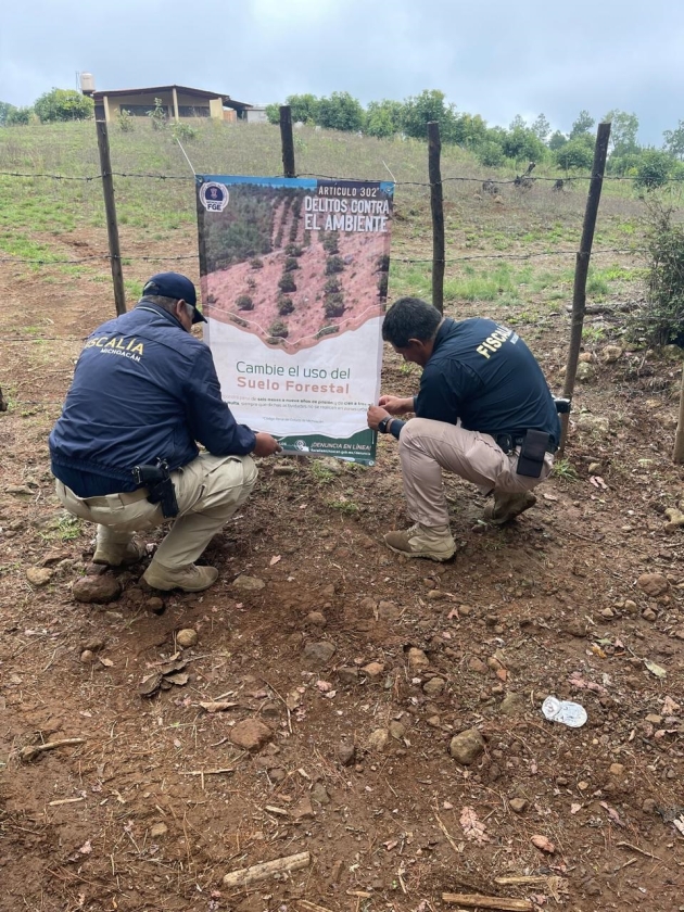 Por tala y plantación de aguacate,  FGE asegura predio en Pátzcuaro   