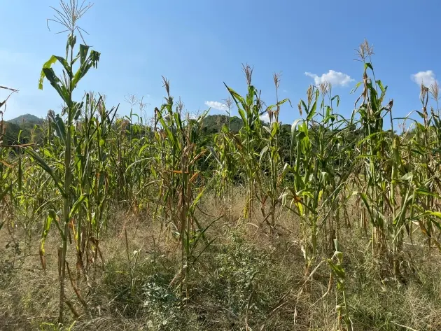 Ante la sequía, recomiendan a productores de maíz asegurar cultivos 