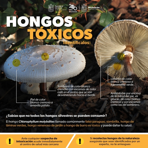 Alerta SSM sobre los riesgos de consumir hongos tóxicos 