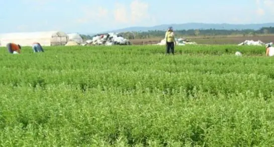 Michoacán es el 4Â° productor nacional de Stevia  en México