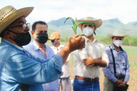 Cultivos de vanguardia, con Agricultura Sustentable, reconocen en Tuzantla  