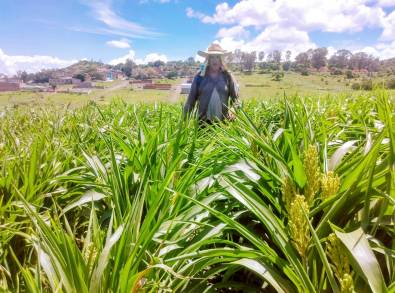 Menos plagas y plantas vigorosas, logra Agricultura Sustentable en Numarán