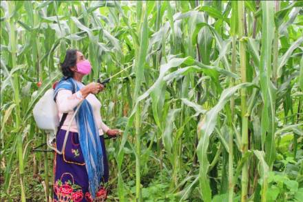 Vamos a producir nuestros propios alimentos: Mujer originaria de Santa Fe de la Laguna   Michoacán