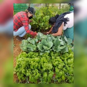 Huertos de Agricultura Sustentable, fortalecen la economía local