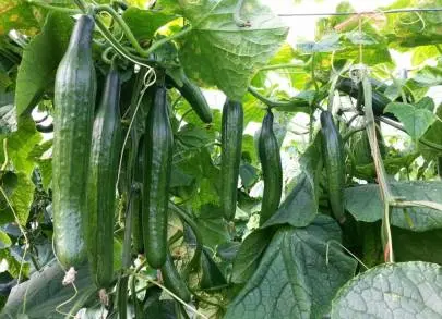 Michoacán es el 4Â° productor nacional de Pepino 