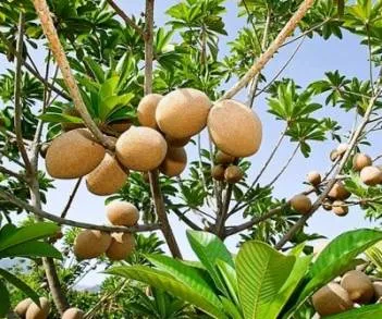 Ocho municipios en Michoacán producen más de 820 toneladas de Mamey    