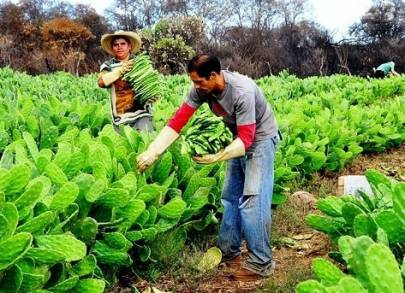 Michoacán es el 5Â° Productor Nacional de Nopal 