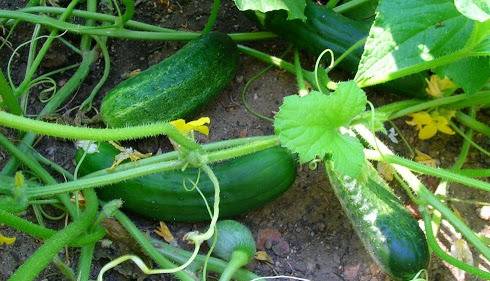 Múgica, Gabriel Zamora y Tepalcatepec, los mayores productores de pepino en Michoacán 