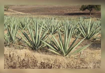 Michoacán se perfila con el  5Â° Productor Nacional de Agave Mezcalero: SEDRUA   