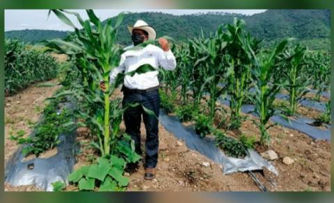 Impacta Agricultura Sustentable 27 mil hectáreas en 5 ciclos agrícolas    