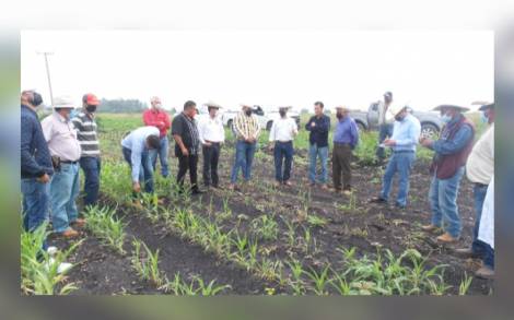 Las lluvias, más benéficas que perjudiciales para el campo: Sedrua    