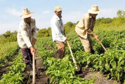Con el programa Agricultura Sustentable se producen alimentos sanos logrando desarrollo, fertilidad y mejor nutrición.