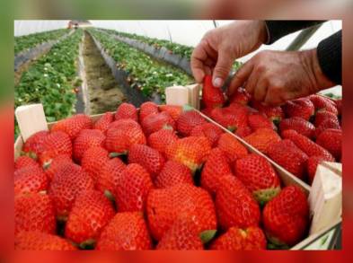 Duplican producción de fresa en Maravatío con Agricultura Sustentable    