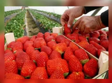 Duplican producción de fresa en Maravatío con Agricultura Sustentable    