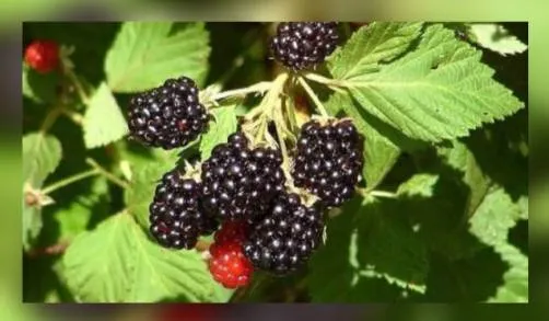Establecen en Ziracuaretiro parcelas de Zarzamora con Agricultura Sustentable    