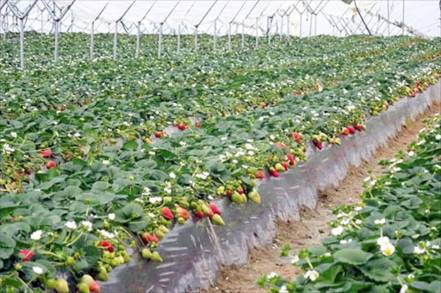 Lanza SADER seguro agrícola para productores de Cultivo Temporal o Riego 