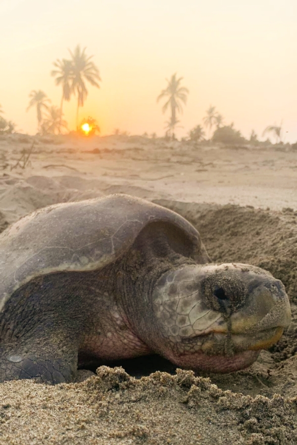 ¡Impresionante! Llegan a playas de Michoacán las primeras tortugas marinas de la temporada 