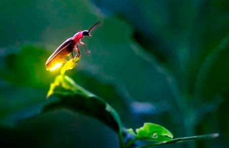 La Segunda Temporada del Sitio de Apreciación y Observación de la Luciérnaga Invita  Visitar Este Mágico Santuario en Tlalpujahua Michoacán México.