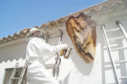 SAGARPA Encargado de Canalizar Enjambres y Colmenas de abejas Peligrosos  