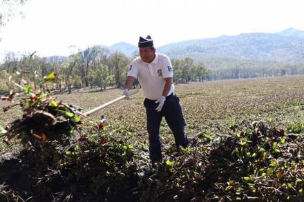 Cada día somos más salvando del lirio y otras impurezas a la Presa de Cointzio