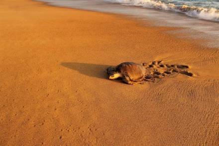 CAMPAMENTO TORTUGUERO EL HABILLAL ASOCIACION CIVIL  COMPROMETIDOS CON LA CONSERVACIÃ“N DE LA TORTUGA MARINA