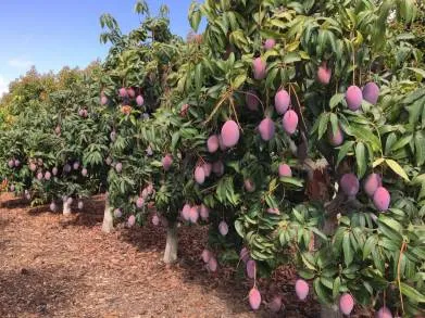 Ratifica Michoacán, liderazgo en exportación de mango: Sedrua