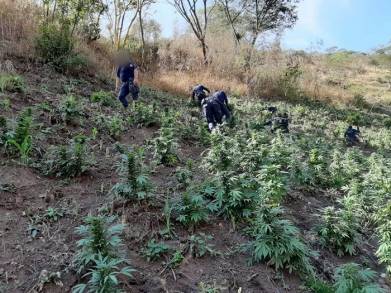 En labor operativa, destruye SSP 18 mil plantas de marihuana  