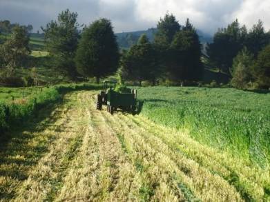  Michoacán Produce más de 429 mil toneladas de Avena Forrajera 