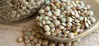 Mil hectáreas de lenteja, al programa de Agricultura Sustentable: Sedrua