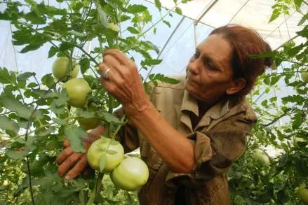 Sector agropecuario aporta a Michoacán, más de 100 mil millones de pesos