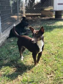 Realizará Centro de Atención Animal nueva feria de adopción