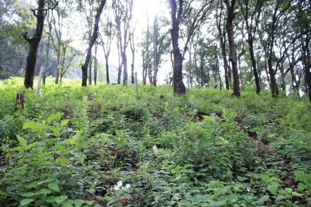  Incorpora Michoacán más de 35 mil hectáreas a la conservación y restauración ecológica 