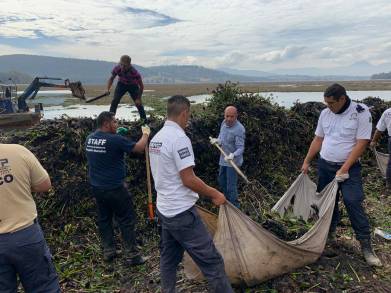 Van 50 toneladas de lirio acuático retiradas de la Presa de Cointzio